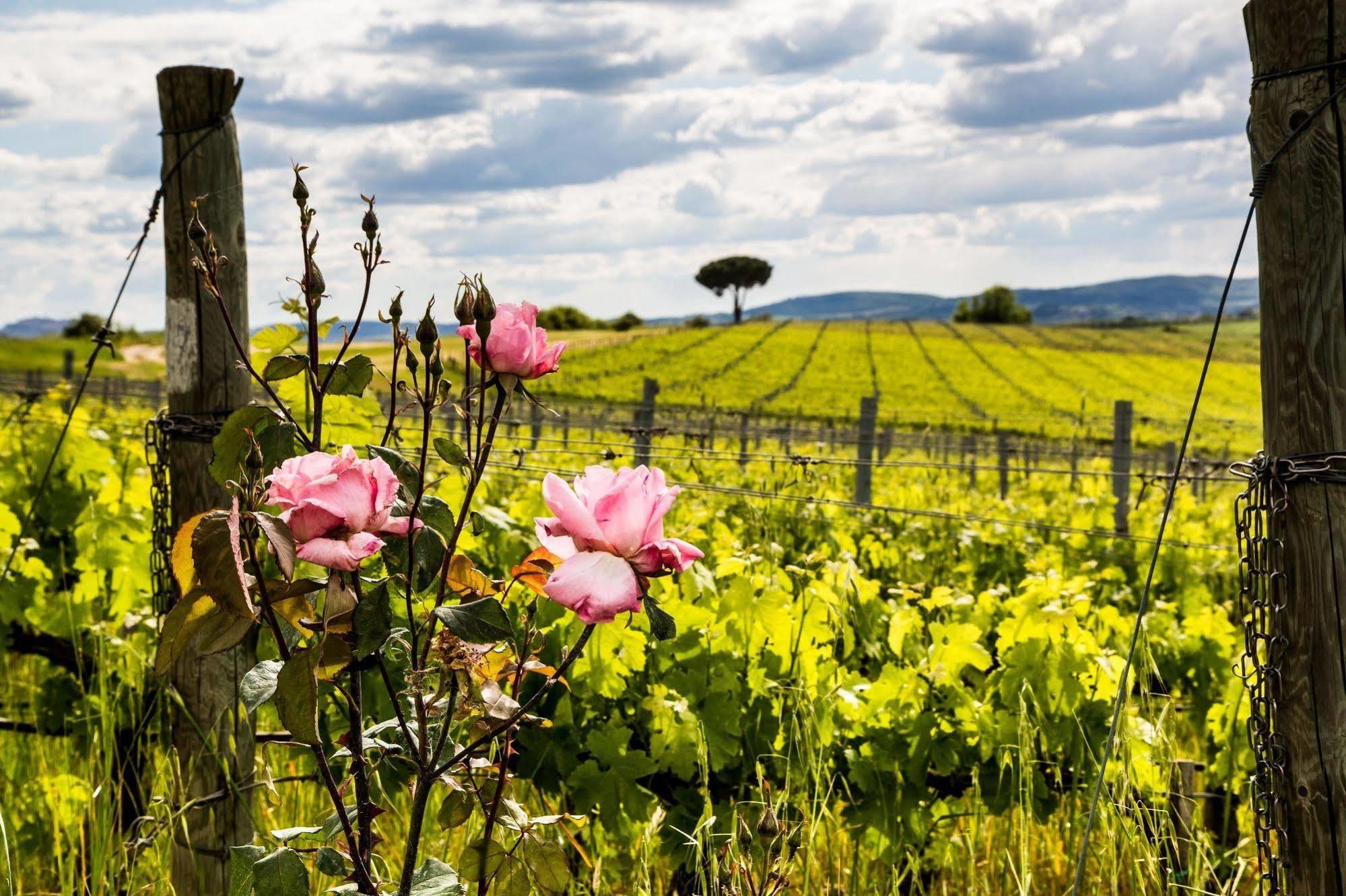 Villa Loggio Winery And Boutique Hotel Cortona Exteriör bild